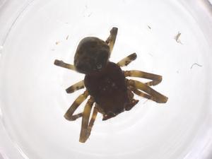  ( - CBG-B22039-F01)  @11 [ ] CreativeCommons - Attribution Share - Alike (2025) Centre for Biodiversity Genomics Centre for Biodiversity Genomics