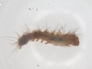  ( - CBG-B22041-E02)  @11 [ ] CreativeCommons - Attribution Share - Alike (2025) Centre for Biodiversity Genomics Centre for Biodiversity Genomics