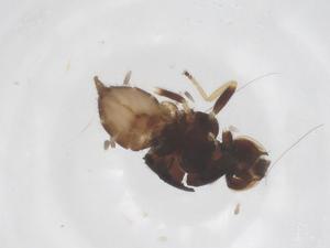  ( - CBG-B22041-E05)  @11 [ ] CreativeCommons - Attribution Share - Alike (2025) Centre for Biodiversity Genomics Centre for Biodiversity Genomics