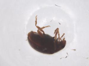  ( - CBG-B22042-B03)  @11 [ ] CreativeCommons - Attribution Share - Alike (2025) Centre for Biodiversity Genomics Centre for Biodiversity Genomics