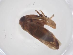  (Idioscopus nitidulus - CBG-B22061-F04)  @11 [ ] CreativeCommons - Attribution Share - Alike (2025) Centre for Biodiversity Genomics Centre for Biodiversity Genomics