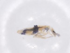  ( - CBG-B22075-E09)  @11 [ ] CreativeCommons - Attribution Share - Alike (2025) Centre for Biodiversity Genomics Centre for Biodiversity Genomics