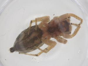  ( - CBG-B22566-B06)  @11 [ ] CreativeCommons - Attribution Share - Alike (2025) Centre for Biodiversity Genomics Centre for Biodiversity Genomics