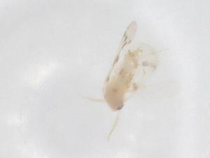  ( - CBG-B22569-E06)  @11 [ ] CreativeCommons - Attribution Share - Alike (2025) Centre for Biodiversity Genomics Centre for Biodiversity Genomics