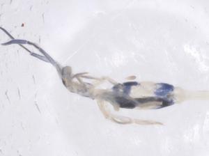  ( - CBG-B23747-F08)  @11 [ ] CreativeCommons - Attribution Share - Alike (2025) Centre for Biodiversity Genomics Centre for Biodiversity Genomics