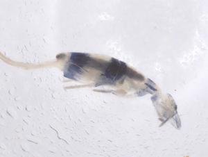  ( - CBG-B23747-F10)  @11 [ ] CreativeCommons - Attribution Share - Alike (2025) Centre for Biodiversity Genomics Centre for Biodiversity Genomics