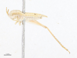  (Euscyrtinae - CBG-A06245-B04)  @11 [ ] CreativeCommons - Attribution Share - Alike (2023) CBG Photography Group Centre for Biodiversity Genomics