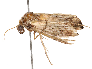  ( - CBG-B00182-D06)  @11 [ ] CreativeCommons - Attribution Share - Alike (2025) CBG Photography Group Centre for Biodiversity Genomics