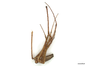  ( - CBG-B00182-H02)  @11 [ ] CreativeCommons - Attribution Share - Alike (2025) CBG Photography Group Centre for Biodiversity Genomics