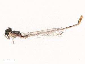  ( - CBG-B00182-H04)  @11 [ ] CreativeCommons - Attribution Share - Alike (2025) CBG Photography Group Centre for Biodiversity Genomics