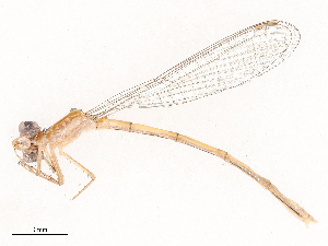  ( - CBG-B00182-H06)  @11 [ ] CreativeCommons - Attribution Share - Alike (2025) CBG Photography Group Centre for Biodiversity Genomics