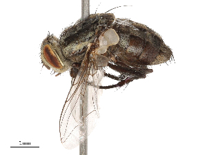  ( - CBG-B00195-B09)  @11 [ ] CreativeCommons - Attribution Share - Alike (2025) CBG Photography Group Centre for Biodiversity Genomics
