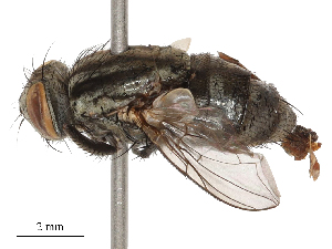  (Sarcophaga crinita - CBG-B00195-B10)  @11 [ ] CreativeCommons - Attribution Share - Alike (2025) CBG Photography Group Centre for Biodiversity Genomics