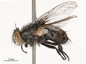  (Sarcophaga kempi - CBG-B00195-F06)  @11 [ ] CreativeCommons - Attribution Share - Alike (2025) CBG Photography Group Centre for Biodiversity Genomics