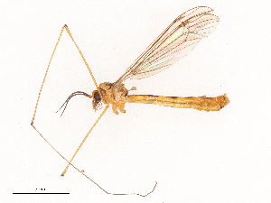  ( - CBG-B01796-H08)  @11 [ ] CreativeCommons - Attribution Share - Alike (2025) CBG Photography Group Centre for Biodiversity Genomics