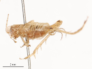  ( - CBG-B01797-D01)  @11 [ ] CreativeCommons - Attribution Share - Alike (2025) CBG Photography Group Centre for Biodiversity Genomics