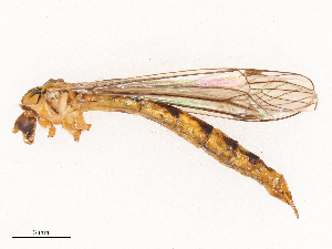  ( - CBG-B01797-H11)  @11 [ ] CreativeCommons - Attribution Share - Alike (2025) CBG Photography Group Centre for Biodiversity Genomics
