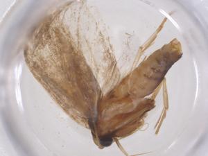  ( - CBG-B01834-F02)  @11 [ ] CreativeCommons - Attribution Share - Alike (2025) Centre for Biodiversity Genomics Centre for Biodiversity Genomics