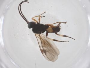  ( - CBG-B01835-D03)  @11 [ ] CreativeCommons - Attribution Share - Alike (2025) Centre for Biodiversity Genomics Centre for Biodiversity Genomics