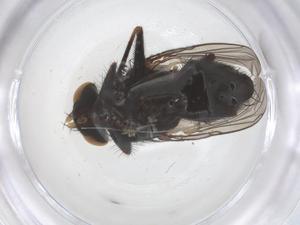  ( - CBG-B01835-E01)  @11 [ ] CreativeCommons - Attribution Share - Alike (2025) Centre for Biodiversity Genomics Centre for Biodiversity Genomics