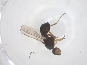  ( - CBG-B01835-G05)  @11 [ ] CreativeCommons - Attribution Share - Alike (2025) Centre for Biodiversity Genomics Centre for Biodiversity Genomics