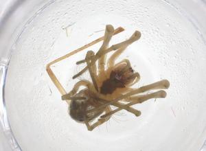  ( - CBG-B01847-F01)  @11 [ ] CreativeCommons - Attribution Share - Alike (2025) Centre for Biodiversity Genomics Centre for Biodiversity Genomics