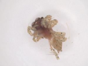  ( - CBG-B01848-D05)  @11 [ ] CreativeCommons - Attribution Share - Alike (2025) Centre for Biodiversity Genomics Centre for Biodiversity Genomics