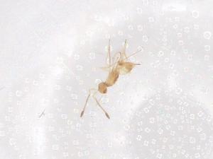  ( - CBG-B01855-G04)  @11 [ ] CreativeCommons - Attribution Share - Alike (2025) Centre for Biodiversity Genomics Centre for Biodiversity Genomics