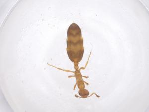  ( - CBG-B01856-C01)  @11 [ ] CreativeCommons - Attribution Share - Alike (2025) Centre for Biodiversity Genomics Centre for Biodiversity Genomics