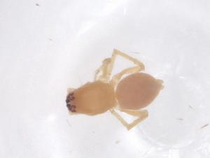  ( - CBG-B01856-H06)  @11 [ ] CreativeCommons - Attribution Share - Alike (2025) Centre for Biodiversity Genomics Centre for Biodiversity Genomics