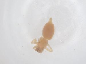  ( - CBG-B01858-E07)  @11 [ ] CreativeCommons - Attribution Share - Alike (2025) Centre for Biodiversity Genomics Centre for Biodiversity Genomics