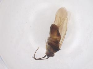  ( - CBG-B01864-E06)  @11 [ ] CreativeCommons - Attribution Share - Alike (2025) Centre for Biodiversity Genomics Centre for Biodiversity Genomics