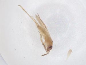  ( - CBG-B01876-C10)  @11 [ ] CreativeCommons - Attribution Share - Alike (2025) Centre for Biodiversity Genomics Centre for Biodiversity Genomics