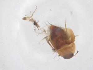  ( - CBG-B01876-F09)  @11 [ ] CreativeCommons - Attribution Share - Alike (2025) Centre for Biodiversity Genomics Centre for Biodiversity Genomics