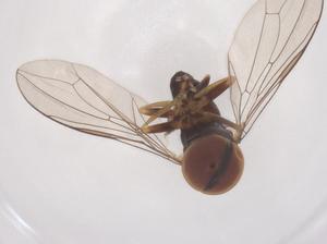  ( - CBG-B01877-C09)  @11 [ ] CreativeCommons - Attribution Share - Alike (2025) Centre for Biodiversity Genomics Centre for Biodiversity Genomics