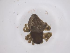  ( - CBG-B01878-E03)  @11 [ ] CreativeCommons - Attribution Share - Alike (2025) Centre for Biodiversity Genomics Centre for Biodiversity Genomics