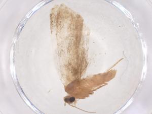  ( - CBG-B01908-B06)  @11 [ ] CreativeCommons - Attribution Share - Alike (2025) Centre for Biodiversity Genomics Centre for Biodiversity Genomics