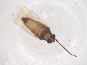  ( - CBG-B01908-B10)  @11 [ ] CreativeCommons - Attribution Share - Alike (2025) Centre for Biodiversity Genomics Centre for Biodiversity Genomics