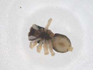  ( - CBG-B01977-F09)  @11 [ ] CreativeCommons - Attribution Share - Alike (2025) Centre for Biodiversity Genomics Centre for Biodiversity Genomics