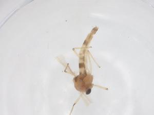  ( - CBG-B02514-D06)  @11 [ ] CreativeCommons - Attribution Share - Alike (2025) Centre for Biodiversity Genomics Centre for Biodiversity Genomics