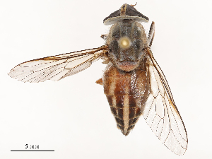  ( - CBG-B02535-D06)  @11 [ ] CreativeCommons - Attribution Share - Alike (2025) CBG Photography Group Centre for Biodiversity Genomics