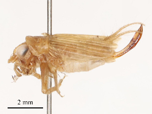  ( - CBG-B02536-H02)  @11 [ ] CreativeCommons - Attribution Share - Alike (2025) CBG Photography Group Centre for Biodiversity Genomics