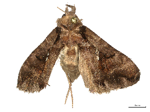  ( - CBG-B02548-C03)  @11 [ ] CreativeCommons - Attribution Share - Alike (2025) CBG Photography Group Centre for Biodiversity Genomics