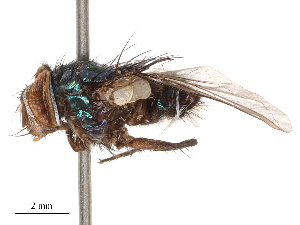  ( - CBG-B02548-F06)  @11 [ ] CreativeCommons - Attribution Share - Alike (2025) CBG Photography Group Centre for Biodiversity Genomics