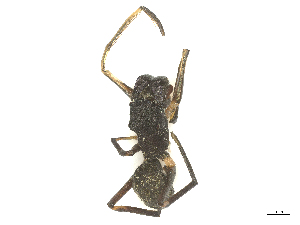  ( - CBG-B02548-H03)  @11 [ ] CreativeCommons - Attribution Share - Alike (2025) CBG Photography Group Centre for Biodiversity Genomics