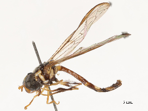  ( - CBG-B02550-C04)  @11 [ ] CreativeCommons - Attribution Share - Alike (2025) CBG Photography Group Centre for Biodiversity Genomics