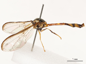  ( - CBG-B02550-C07)  @11 [ ] CreativeCommons - Attribution Share - Alike (2025) CBG Photography Group Centre for Biodiversity Genomics