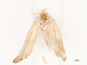  ( - CBG-B02550-G05)  @11 [ ] CreativeCommons - Attribution Share - Alike (2025) CBG Photography Group Centre for Biodiversity Genomics