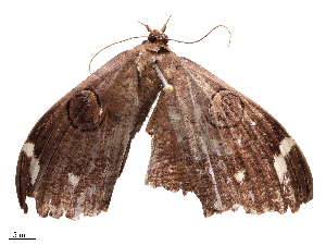  ( - CBG-B02551-F01)  @11 [ ] CreativeCommons - Attribution Share - Alike (2025) CBG Photography Group Centre for Biodiversity Genomics