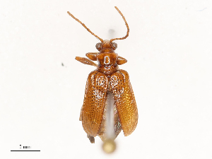  ( - CBG-B02551-G08)  @11 [ ] CreativeCommons - Attribution Share - Alike (2025) CBG Photography Group Centre for Biodiversity Genomics